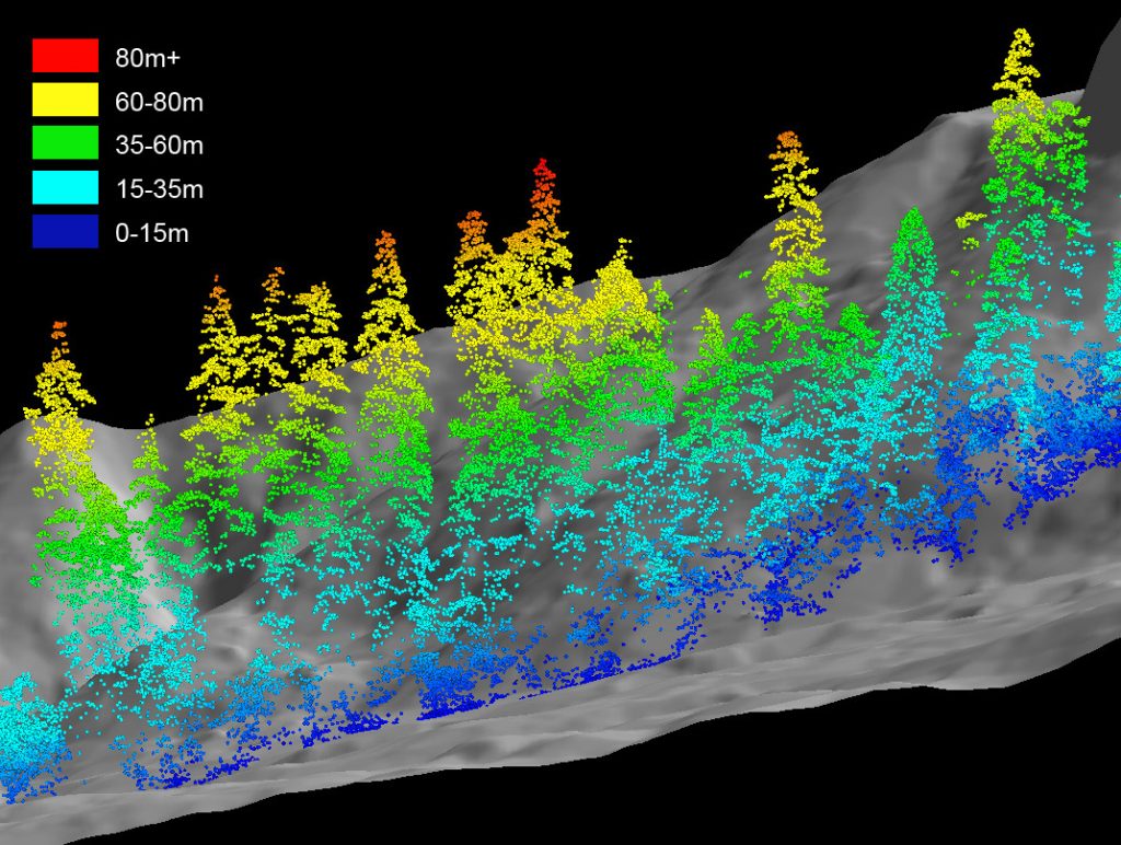 LiDAR-coverage-of-forest